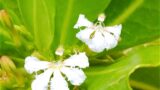 ハカラメは 母なる 奇跡の 幸運の花 マーメイドのひとりごと ハカラメは 母なる 奇跡の 幸運の花 マーメイドのひとりごと
