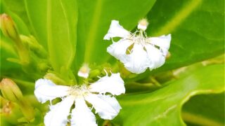 天使のような花 クサトベラ その花言葉には夢がいっぱい マーメイドのひとりごと