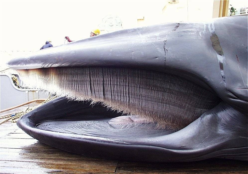 クジラの歌声に包まれるしあわせ 小笠原 冬のダイビングの魅力 マーメイドのひとりごと