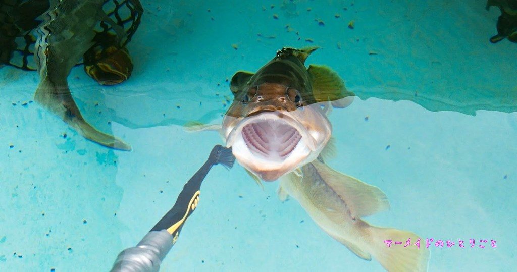 小笠原水産センター　水族館　アカバ　魚の歯みがぎ