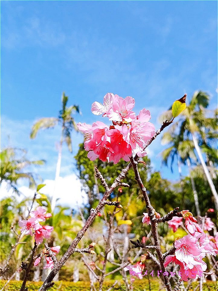小笠原の桜 カンヒザクラ 花言葉は見た目どおりの あでやか美人 マーメイドのひとりごと