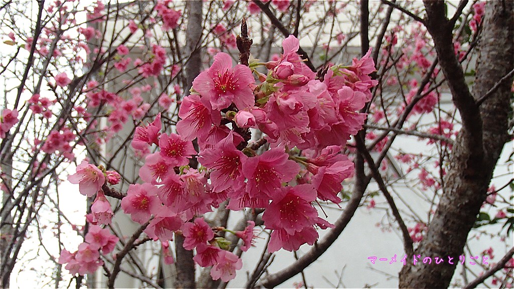 小笠原の桜 カンヒザクラ 花言葉は見た目どおりの あでやか美人 マーメイドのひとりごと