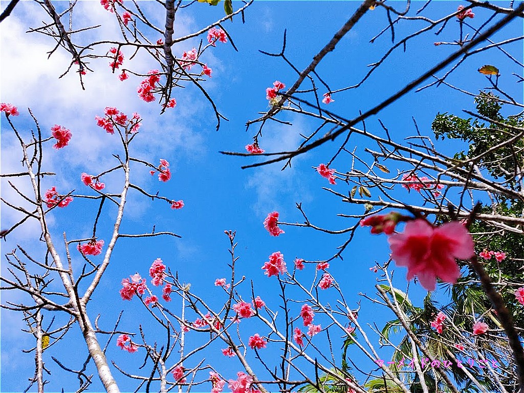 小笠原の桜 カンヒザクラ 花言葉は見た目どおりの あでやか美人 マーメイドのひとりごと