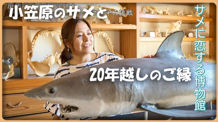 小笠原のサメと20年越しのご縁｜シャークジャーナリスト沼口麻子さんの挑戦を応援したい