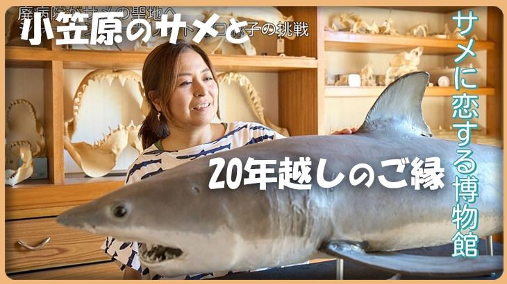 小笠原のサメと20年越しのご縁｜シャークジャーナリスト沼口麻子さんの挑戦を応援したい